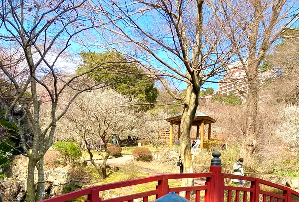 熱海梅園の写真・動画_image_587520
