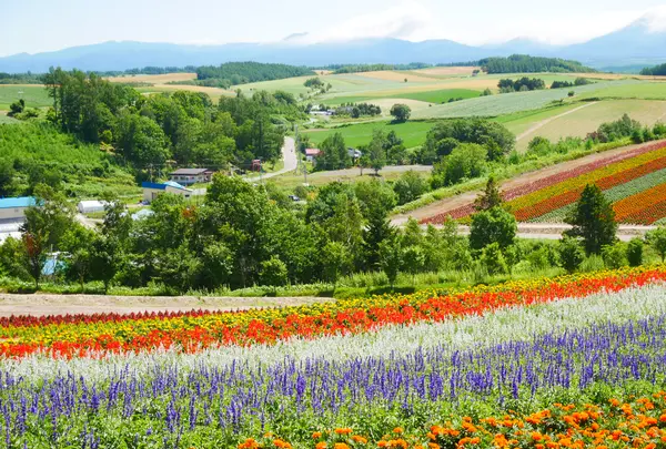 四季彩の丘の写真・動画_image_588570