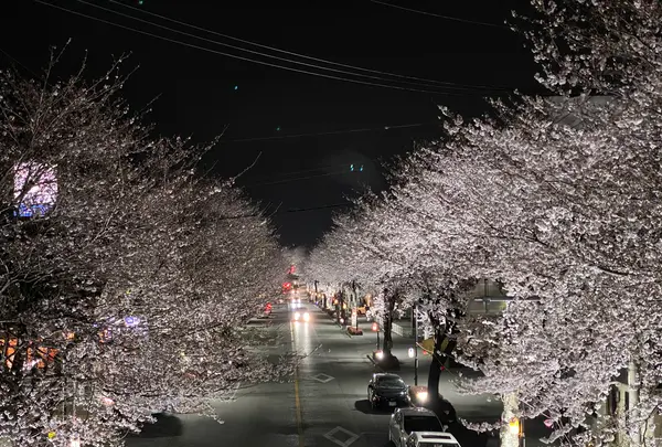 桜並木の写真・動画_image_589094