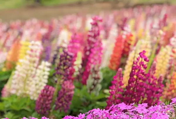 鹿沼市花木センターの写真・動画_image_589106