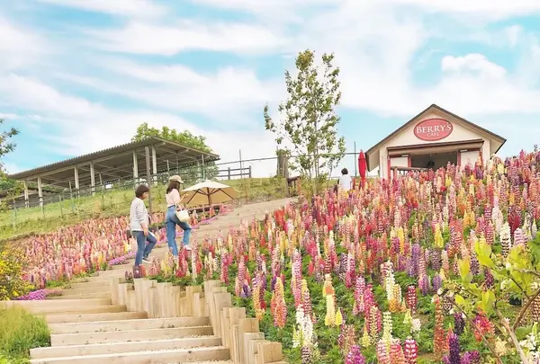 鹿沼市花木センターの写真・動画_image_589107