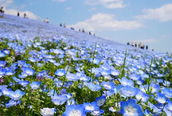 国営ひたち海浜公園の写真・動画_image_589132
