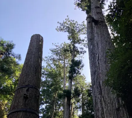 熊野那智大社の写真・動画_image_590441