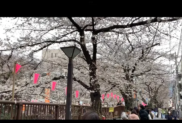 目黒川の写真・動画_image_591124