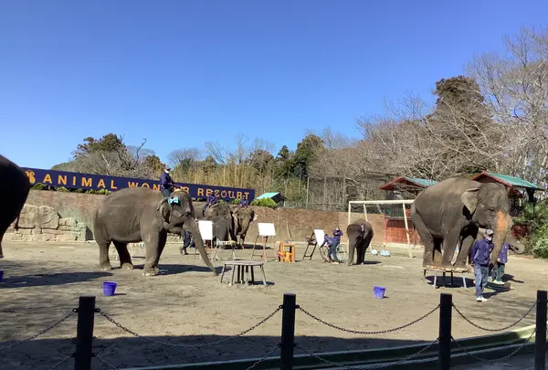 アニマルワンダーリゾウト（市原ぞうの国）の写真・動画_image_591203
