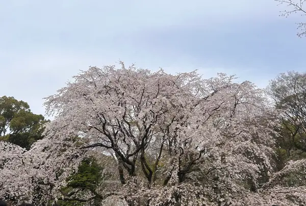 六義園の写真・動画_image_591314