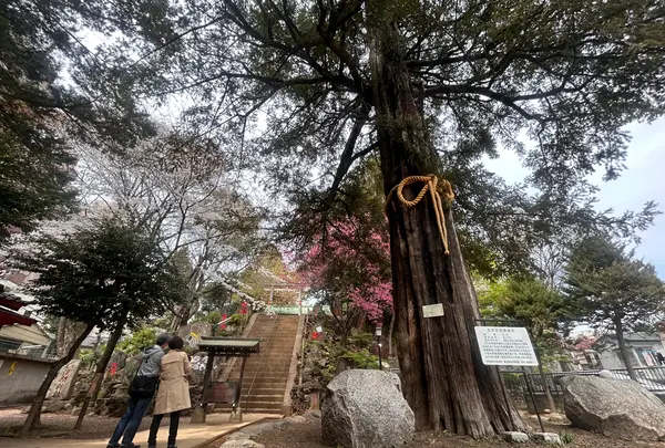 駒込富士神社の写真・動画_image_591320