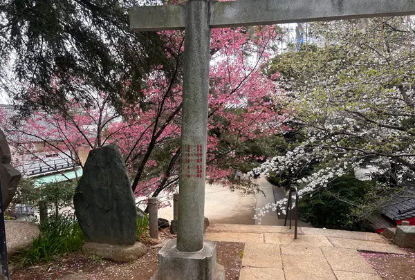 駒込富士神社の写真・動画_image_591322