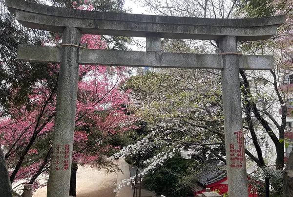 駒込富士神社の写真・動画_image_591323