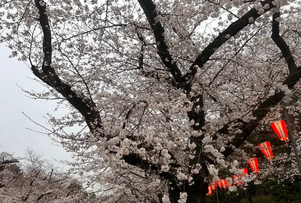 上野恩賜公園（上野公園）の写真・動画_image_591336