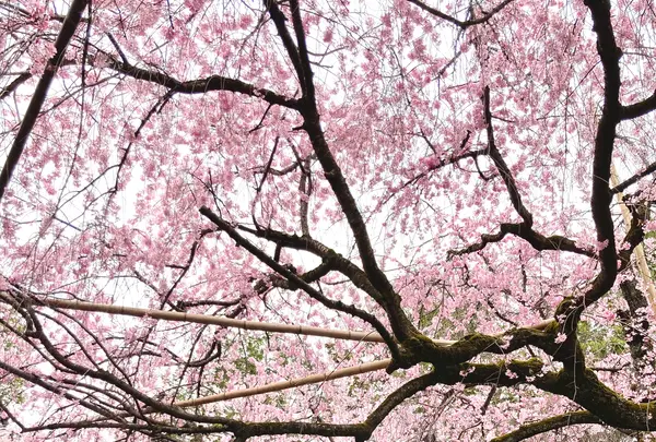 水火天満宮の写真・動画_image_591968