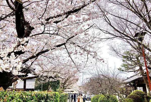 本満寺の写真・動画_image_591969