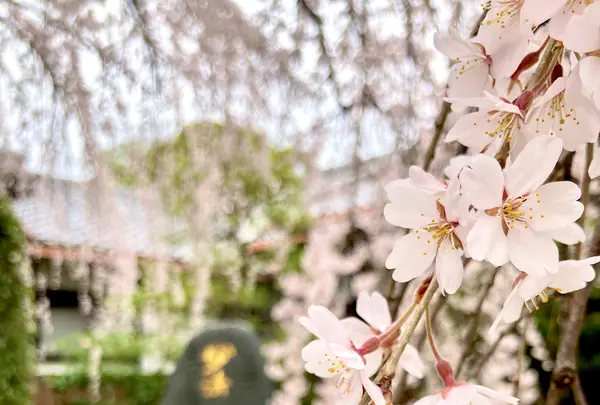 本満寺の写真・動画_image_591972