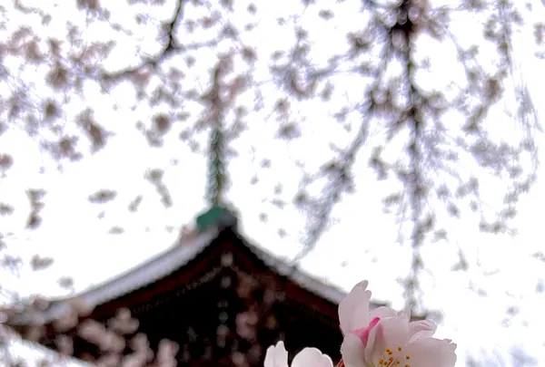 叡昌山 本法寺の写真・動画_image_591975