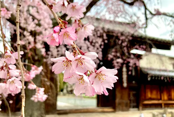 妙覚寺の写真・動画_image_591983