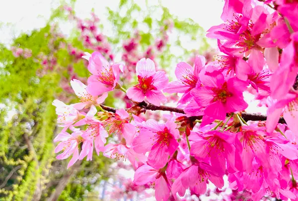 一条戻橋の写真・動画_image_592053
