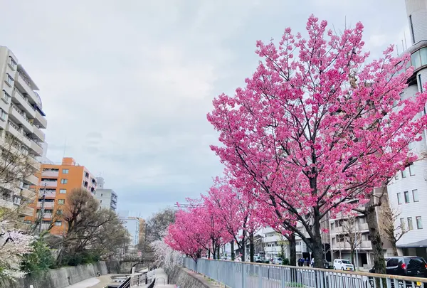 一条戻橋の写真・動画_image_592054