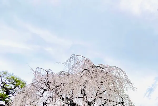 千本釈迦堂（大報恩寺）の写真・動画_image_592061