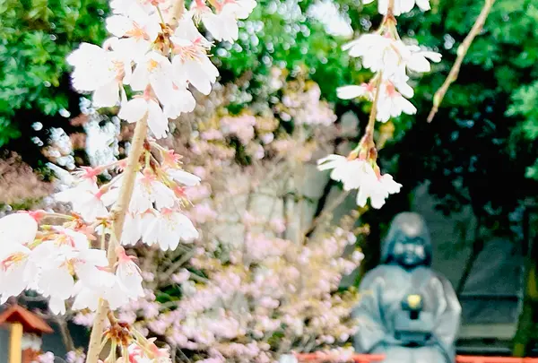 千本釈迦堂（大報恩寺）の写真・動画_image_592062