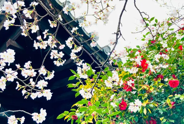 千本釈迦堂（大報恩寺）の写真・動画_image_592065
