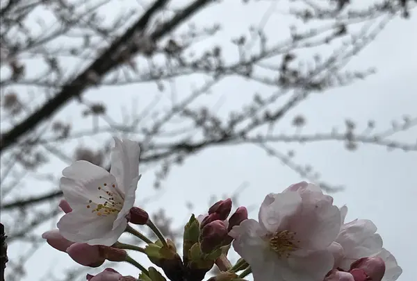 館山城跡の写真・動画_image_592183