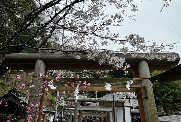 銭洗弁財天 宇賀福神社の写真・動画_image_592209