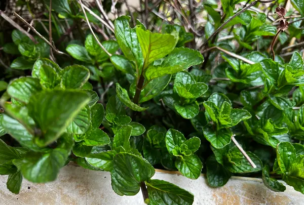 D-PEPEの写真・動画_image_592245