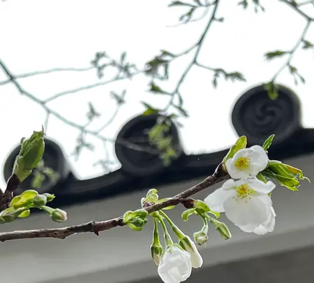 鎌倉大仏（高徳院）の写真・動画_image_592269