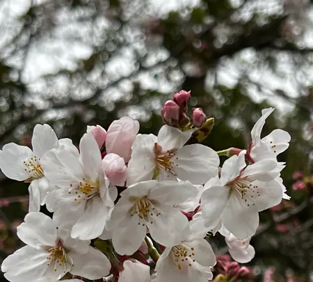 鎌倉大仏（高徳院）の写真・動画_image_592270