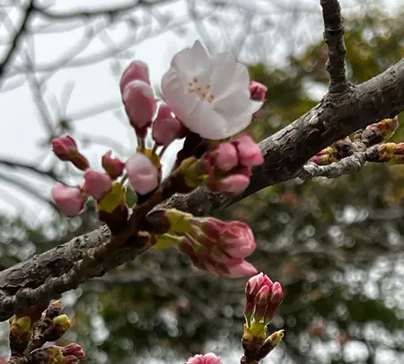 鎌倉大仏（高徳院）の写真・動画_image_592271