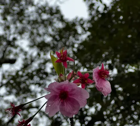 鎌倉大仏（高徳院）の写真・動画_image_592272