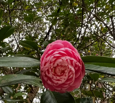 鎌倉大仏（高徳院）の写真・動画_image_592273