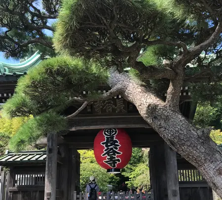 長谷寺の写真・動画_image_592286