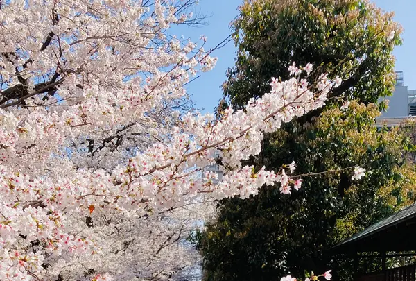 高瀬川一之船入の写真・動画_image_592897