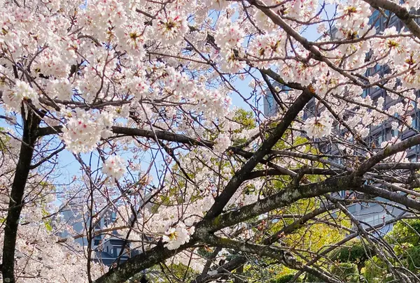 高瀬川一之船入の写真・動画_image_592898