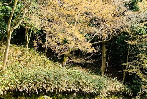 知恩院の写真・動画_image_592902