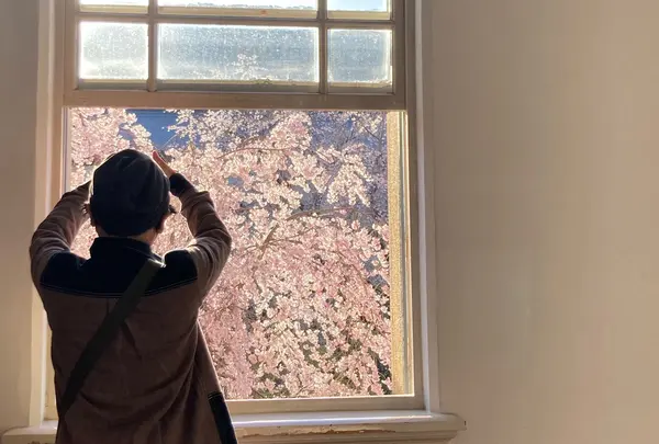 京都府庁 旧本館の写真・動画_image_593166