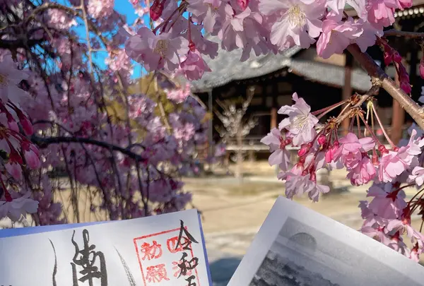 大本山 妙顯寺の写真・動画_image_593171