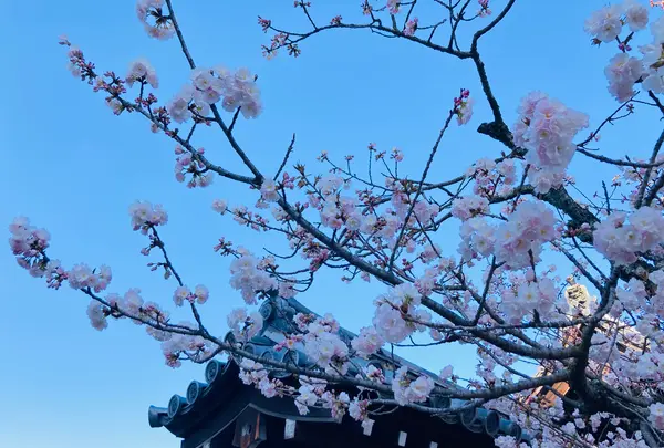 妙覚寺の写真・動画_image_593177