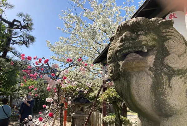 首途八幡宮の写真・動画_image_593189