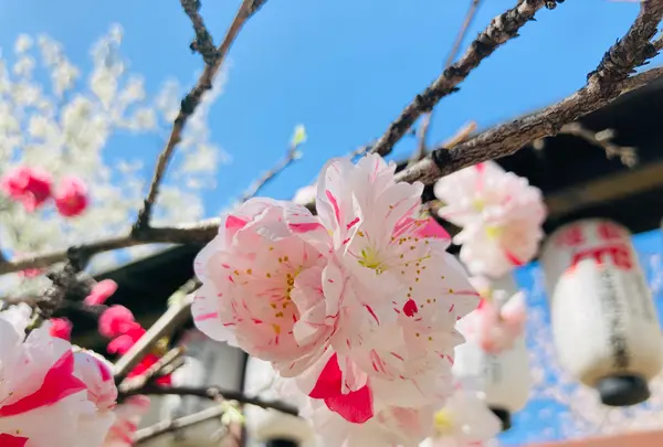 首途八幡宮の写真・動画_image_593190