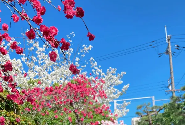 首途八幡宮の写真・動画_image_593192