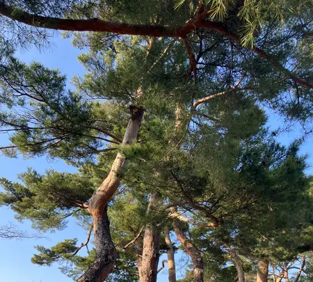 五稜郭公園の写真・動画_image_593846
