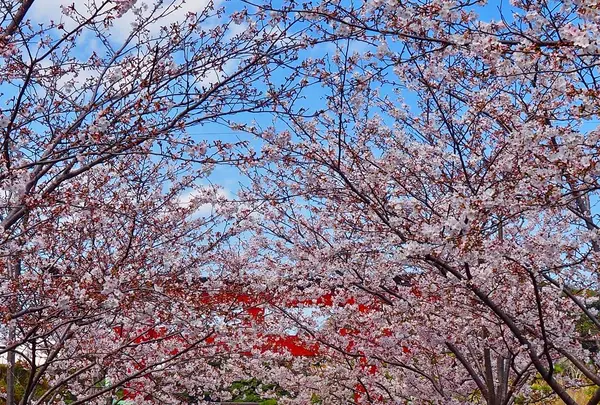 段葛の写真・動画_image_594364