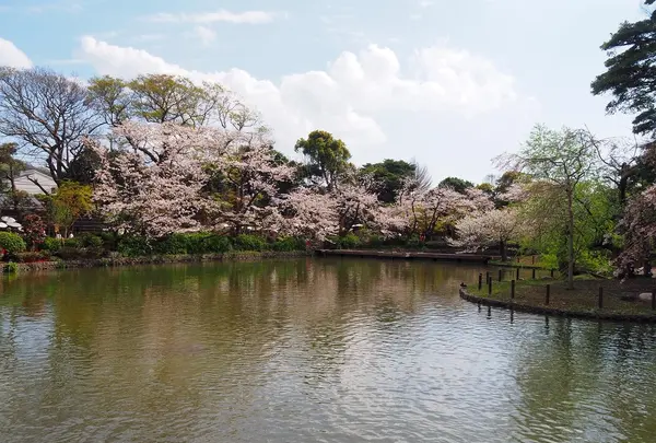鶴岡八幡宮の写真・動画_image_594365