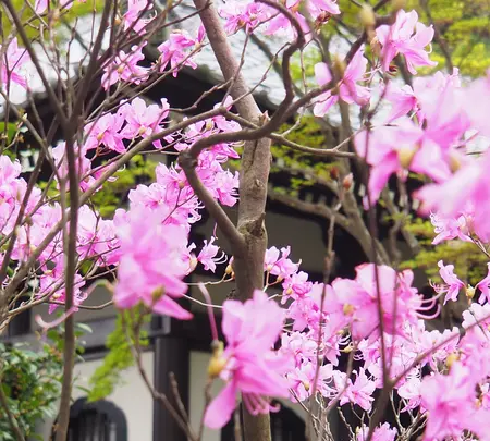 長谷寺の写真・動画_image_594385