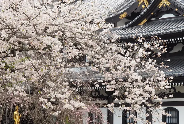 長谷寺の写真・動画_image_594389