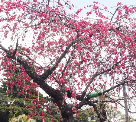 江の島サムエル・コッキング苑の写真・動画_image_594583