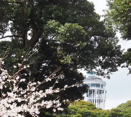 江の島サムエル・コッキング苑の写真・動画_image_594585