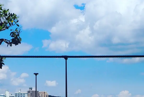 藤浪の写真・動画_image_594707